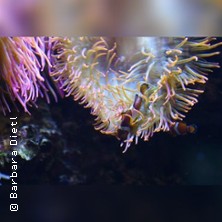 Event-Teaser